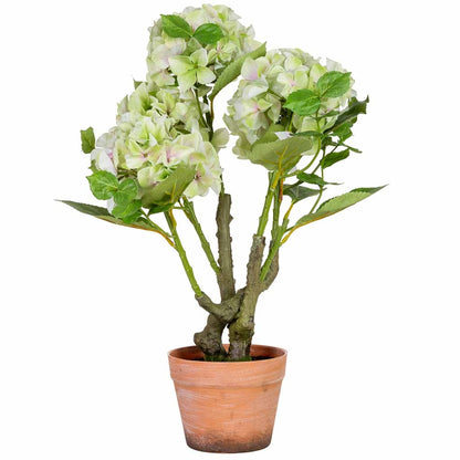 Hortensia