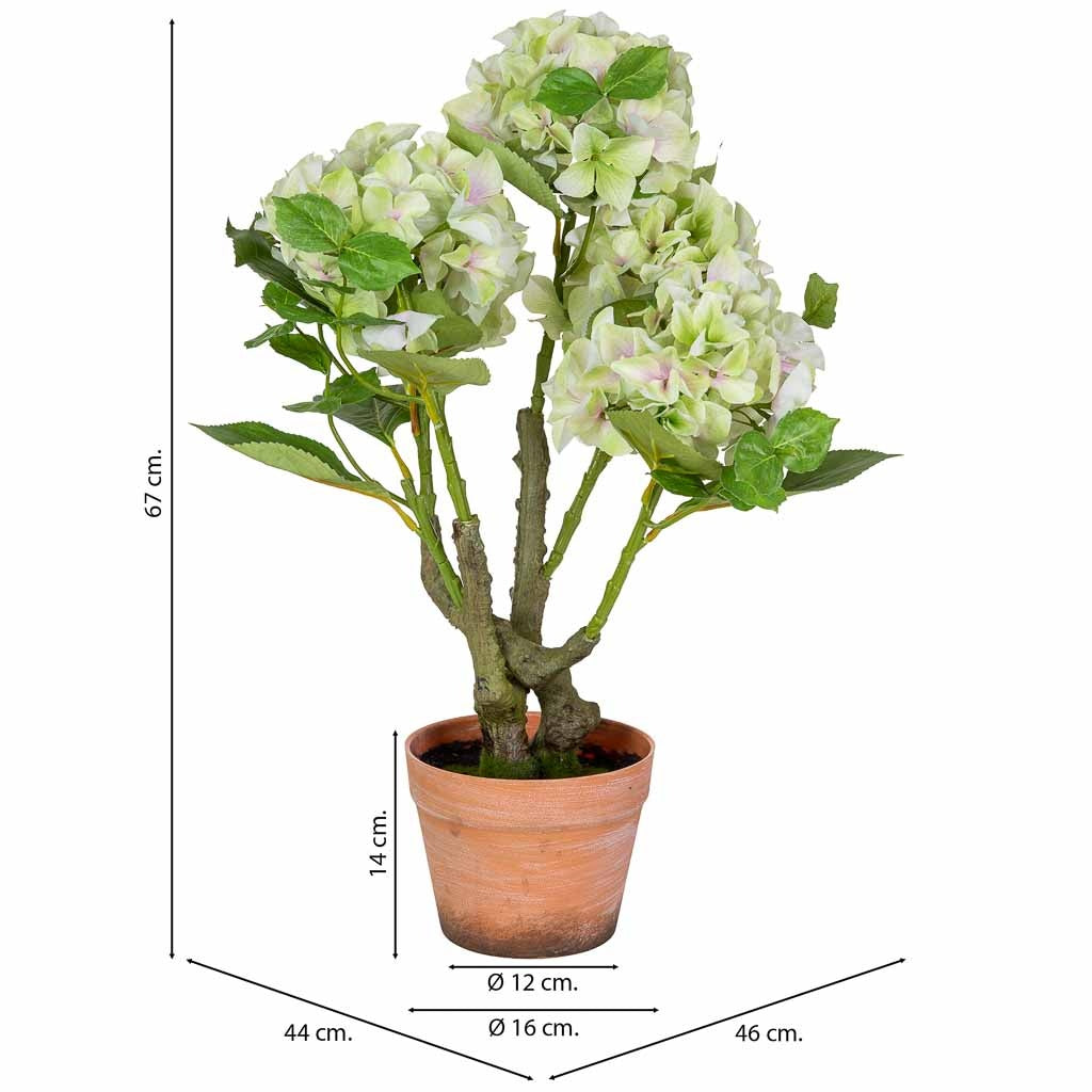 Hortensia