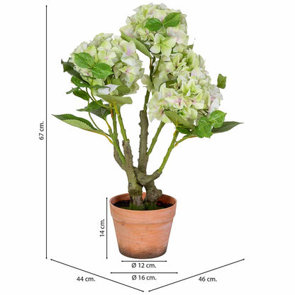 Hortensia