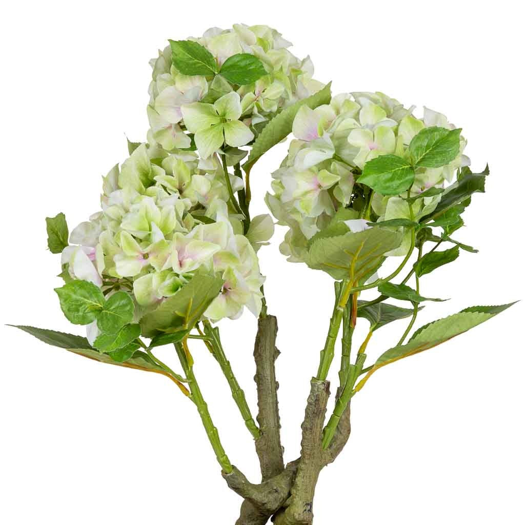 Hortensia
