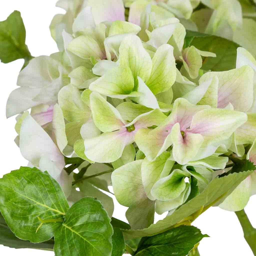 Hortensia