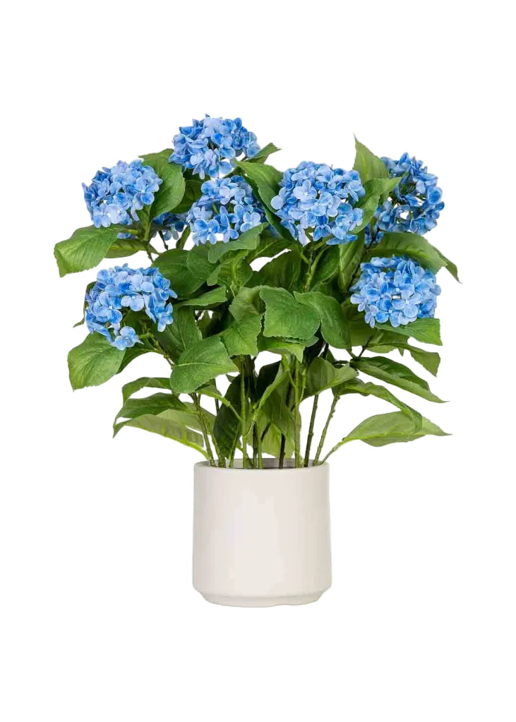 Hortensia