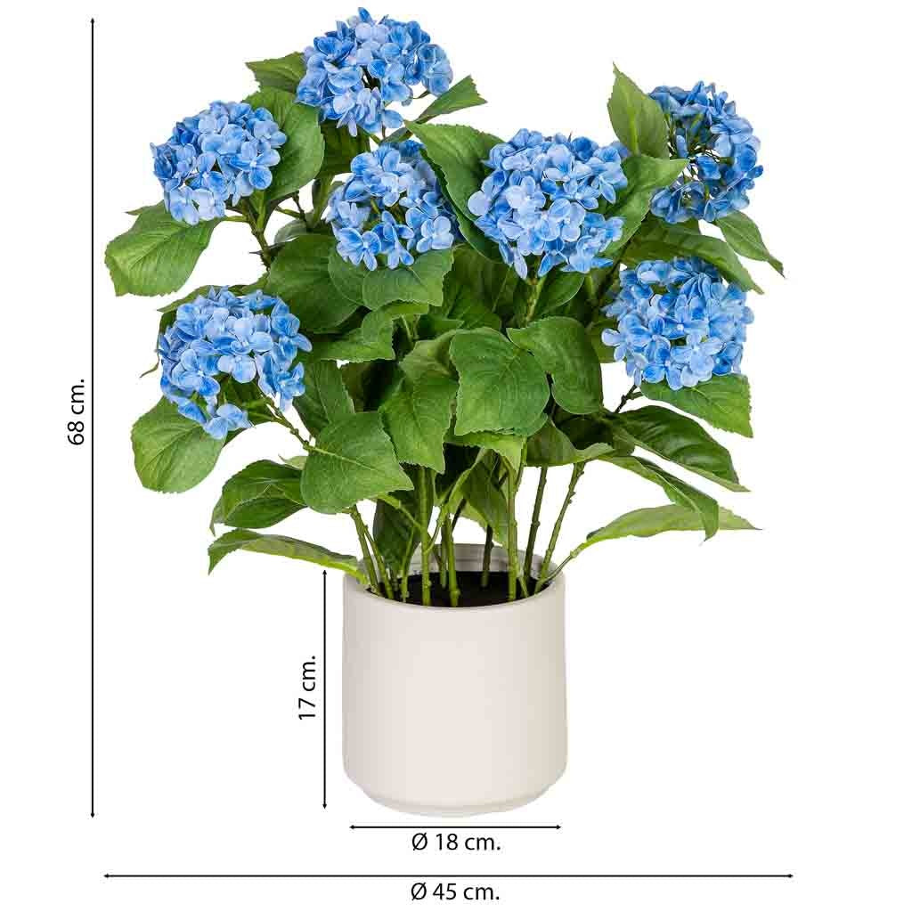 Hortensia