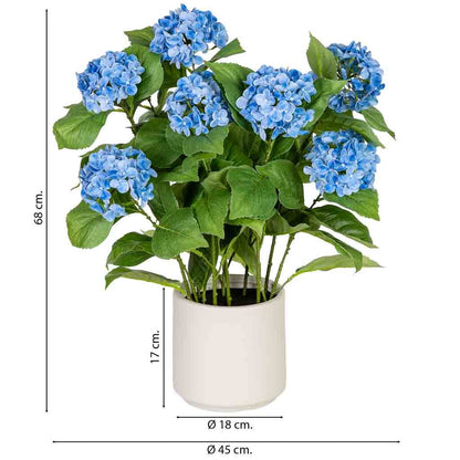Hortensia