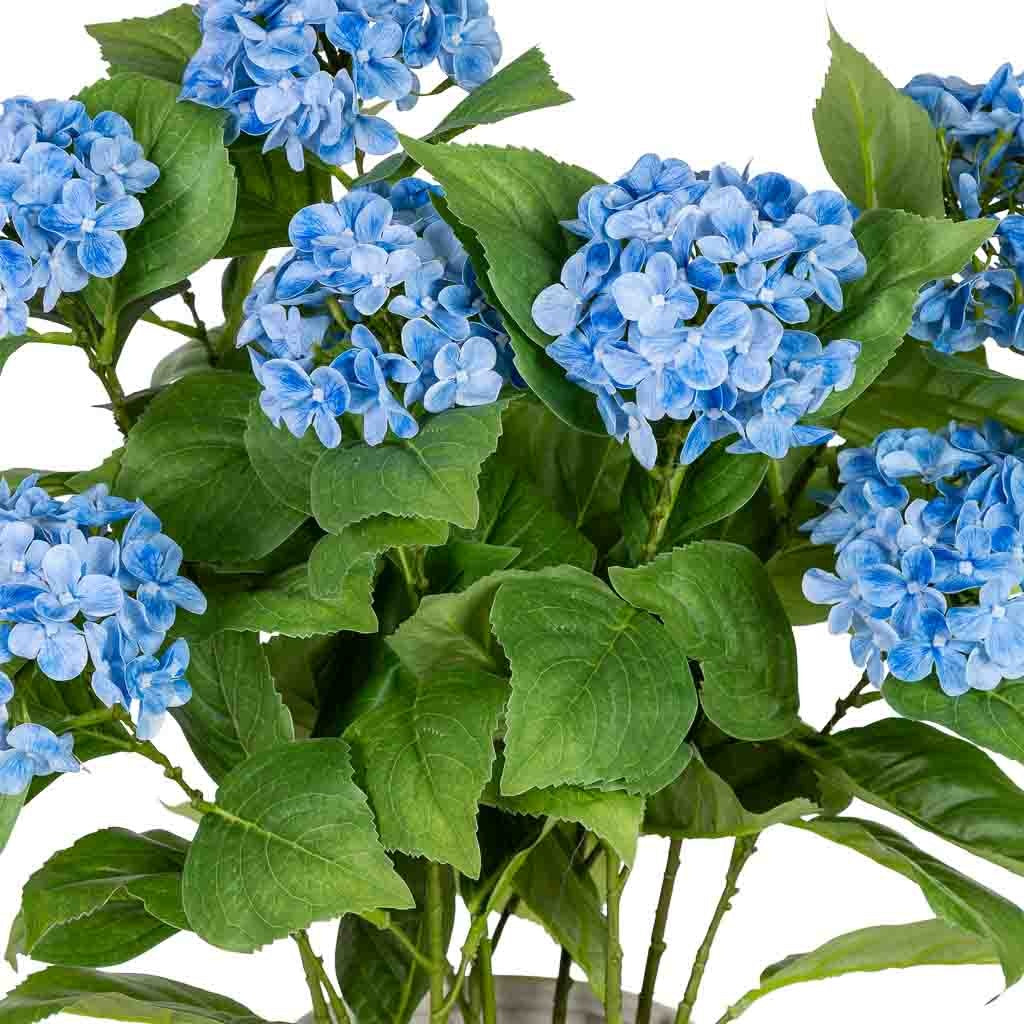 Hortensia