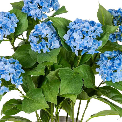 Hortensia
