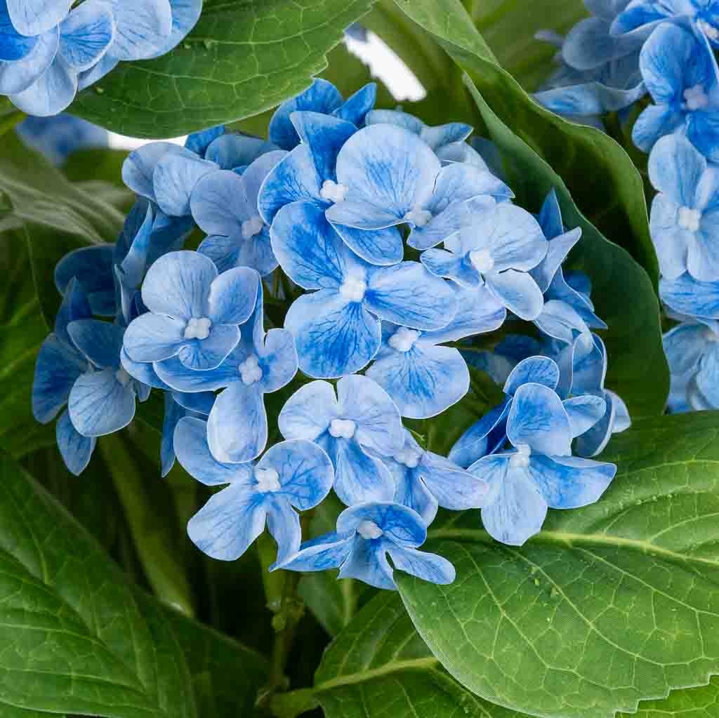 Hortensia