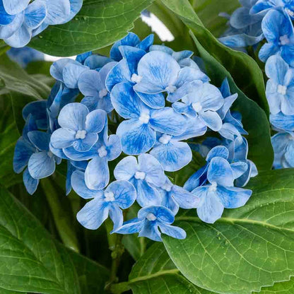 Hortensia